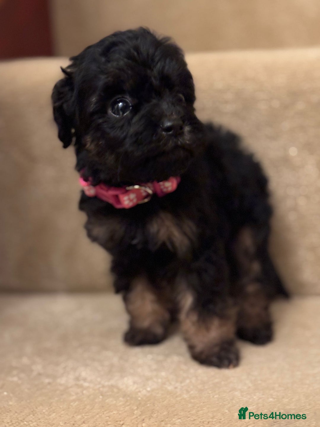 Cavapoo dogs for sale: F1A Cavapoos - Advert 25