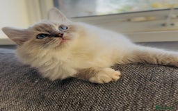Ragdoll cats for sale: 💙🐾Tica full Pedigree🐾EU Ragdoll 🐱🐾DNA Clear - Image 31