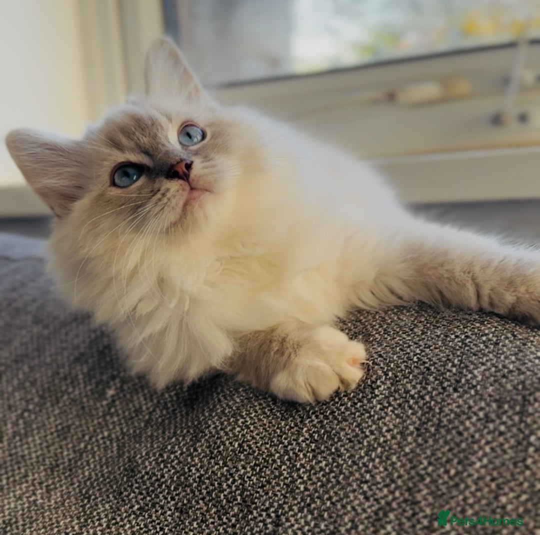 Ragdoll cats for sale: 💙🐾Tica full Pedigree🐾EU Ragdoll 🐱🐾DNA Clear - Image 31