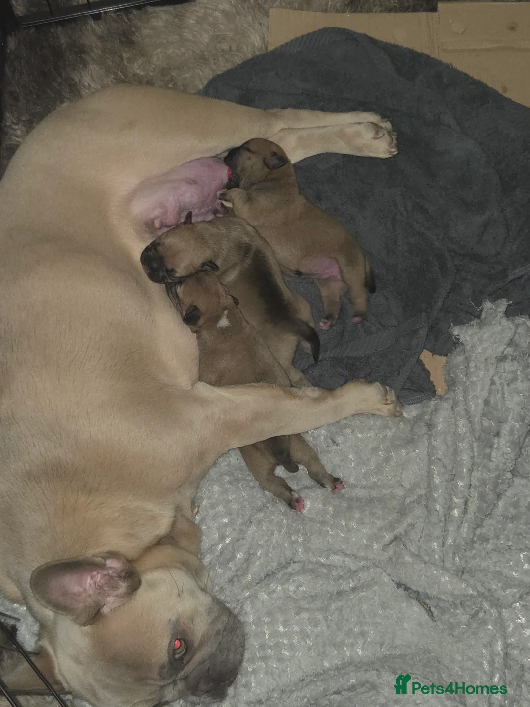 Mixed Breed dogs for sale: Beautiful Frenchie x Staffy Puppies – Chunky Pups in Burry Port - Advert 12