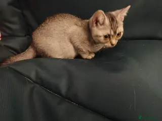 Mixed Breed cats Last grey girl available! - Advert 7