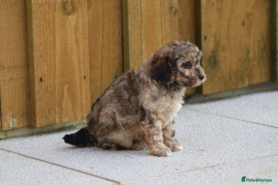 Cockapoo dogs for sale: Cockapoo puppies for sale!  - Advert 14