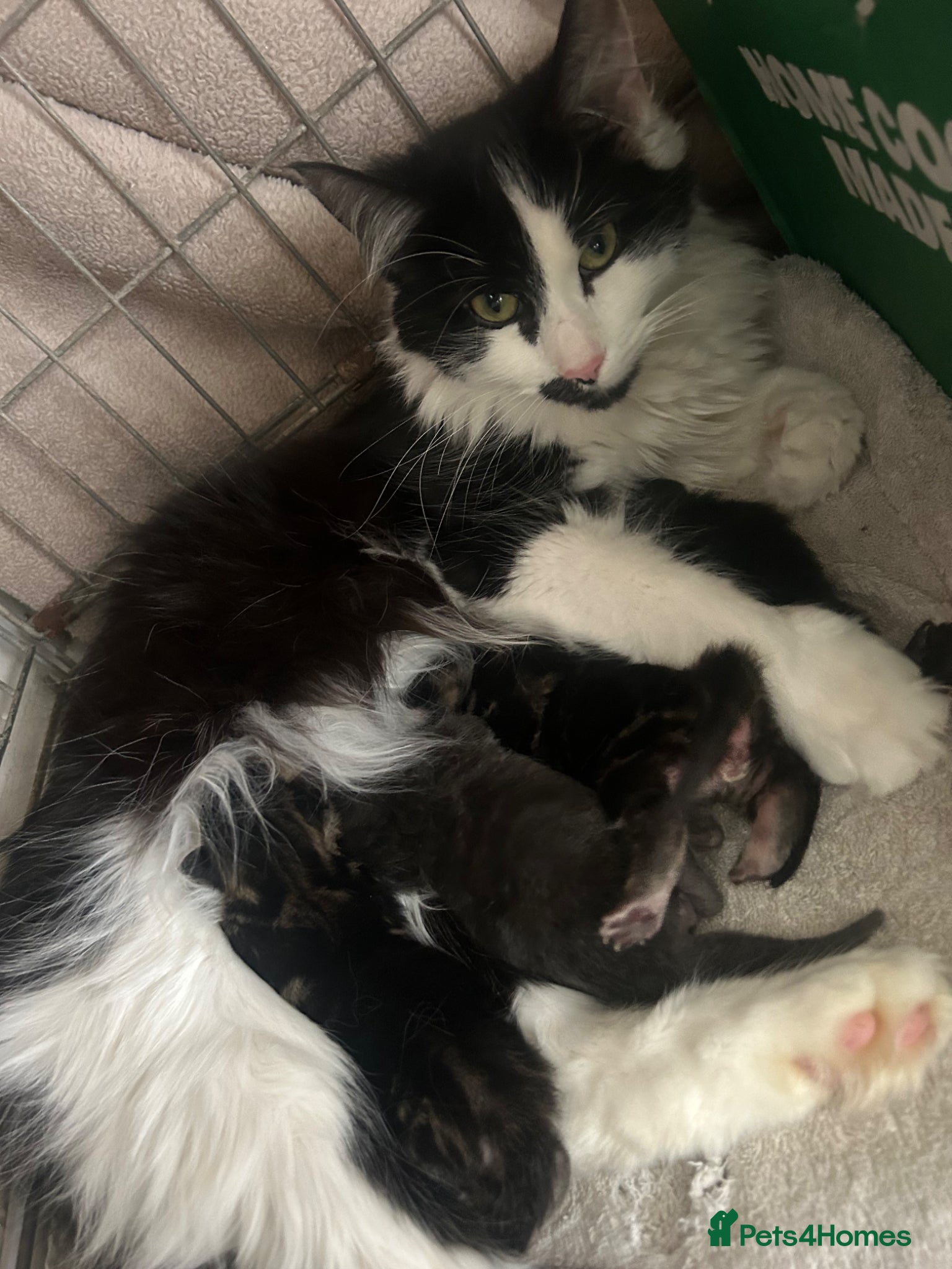 Mixed Breed cats Cute kittens looking for forever homes  - Advert 3