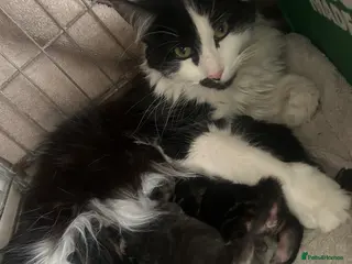 Mixed Breed cats Cute kittens looking for forever homes - Advert 3