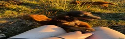 Sprocker dogs for sale: 5 beautiful sprocker puppies ready to collect  in South Molton - Advert 35