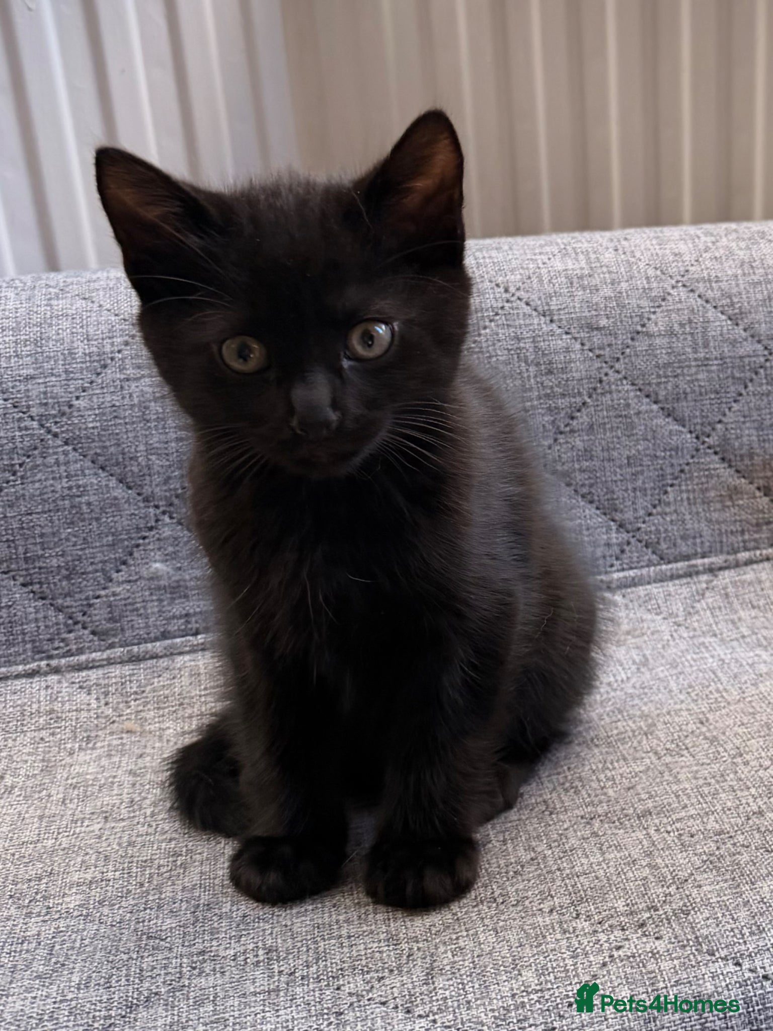 Mixed Breed cats for sale: Two Adorable Kittens Looking Their Forever Homes in Hull - Advert 4
