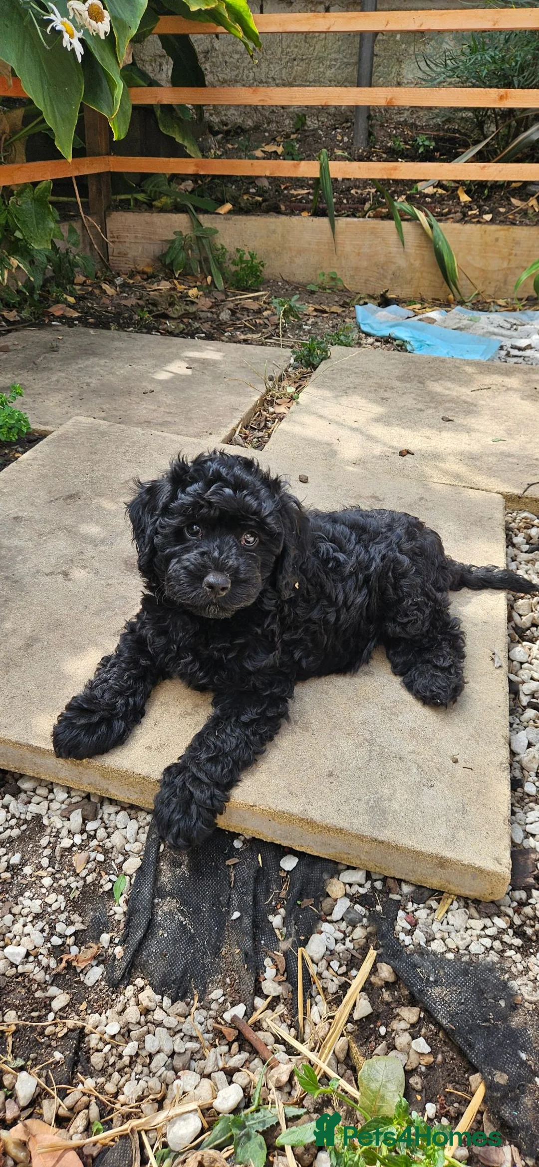 Cavapoo dogs for sale: READYtoday. Cavapoos puppies - Advert 2
