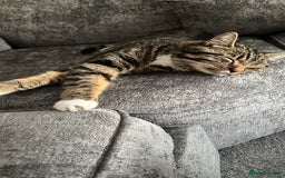Mixed Breed cats for sale: Brown and white tabby cat - Image 3