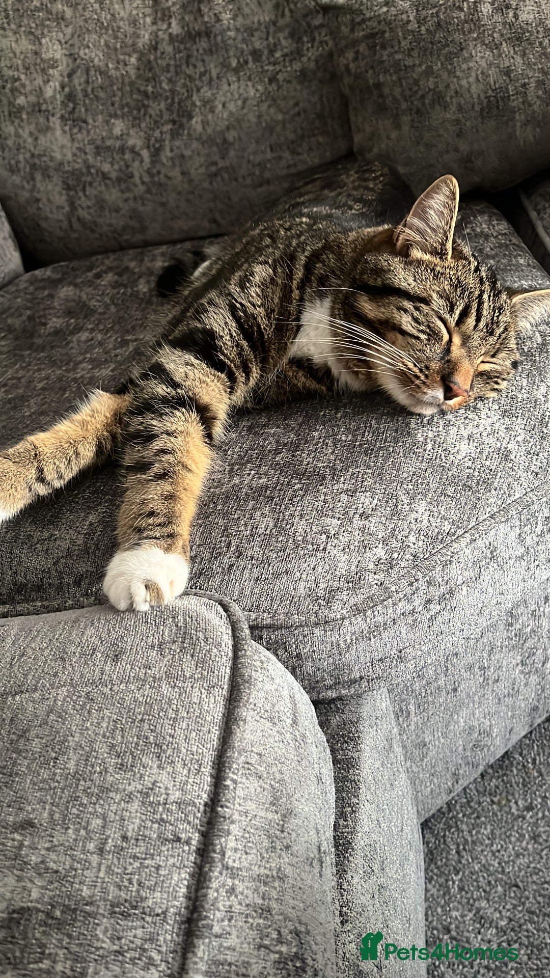 Mixed Breed cats for sale: Brown and white tabby cat - Image 3