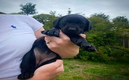 Labrador Retriever dogs for sale: Exceptional Quality KC Reg Labrador Puppies  - Image 2