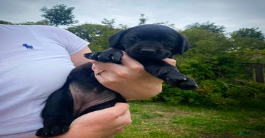 Labrador Retriever dogs - Advert 2