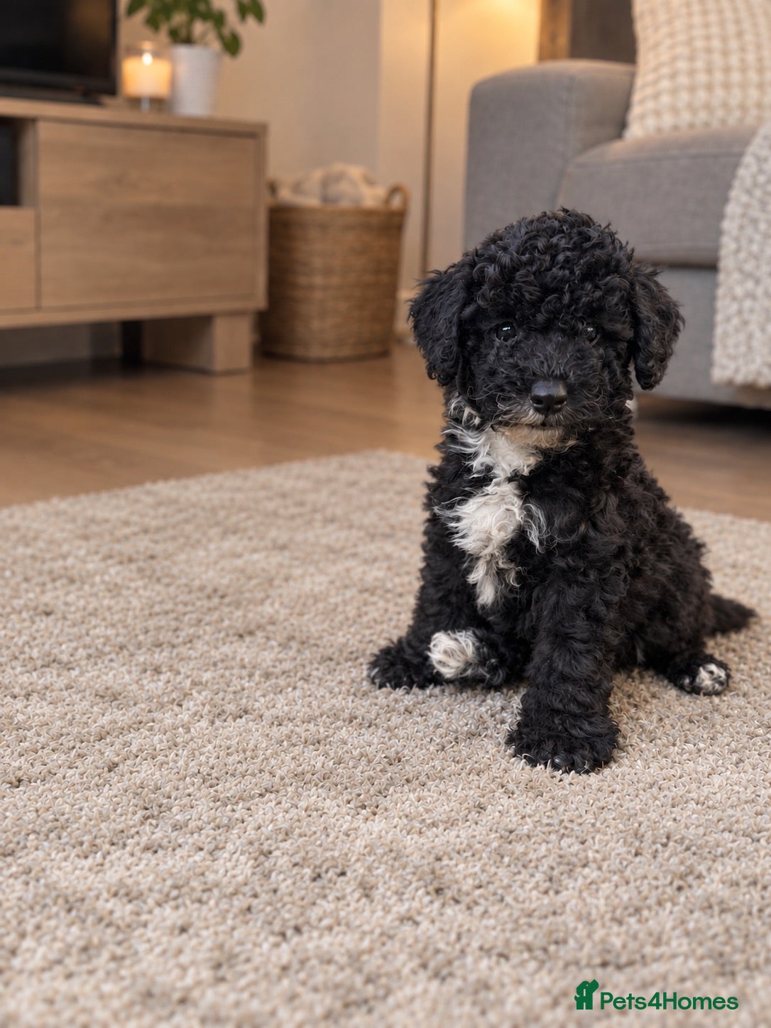 Toy Poodle dogs Adorable Toy Poodle Puppies 1 LEFT! *READY TO GO* - Advert 3