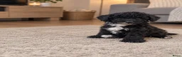 Toy Poodle dogs for sale: Adorable Toy Poodle Puppies 1 LEFT! *READY TO GO* - Advert 1