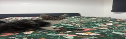 Maine Coon cats for sale: Beautiful Maine Coon Kitten - Advert 6