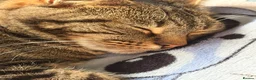 Mixed Breed cats for sale: Female tabby/bengal cat in Dukinfield - Advert 4