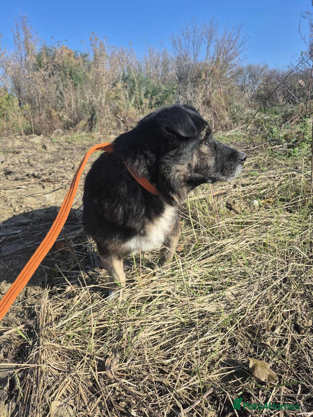 Mixed Breed dogs for adoption: Lawrence - Norwich Norfolk  - Advert 5
