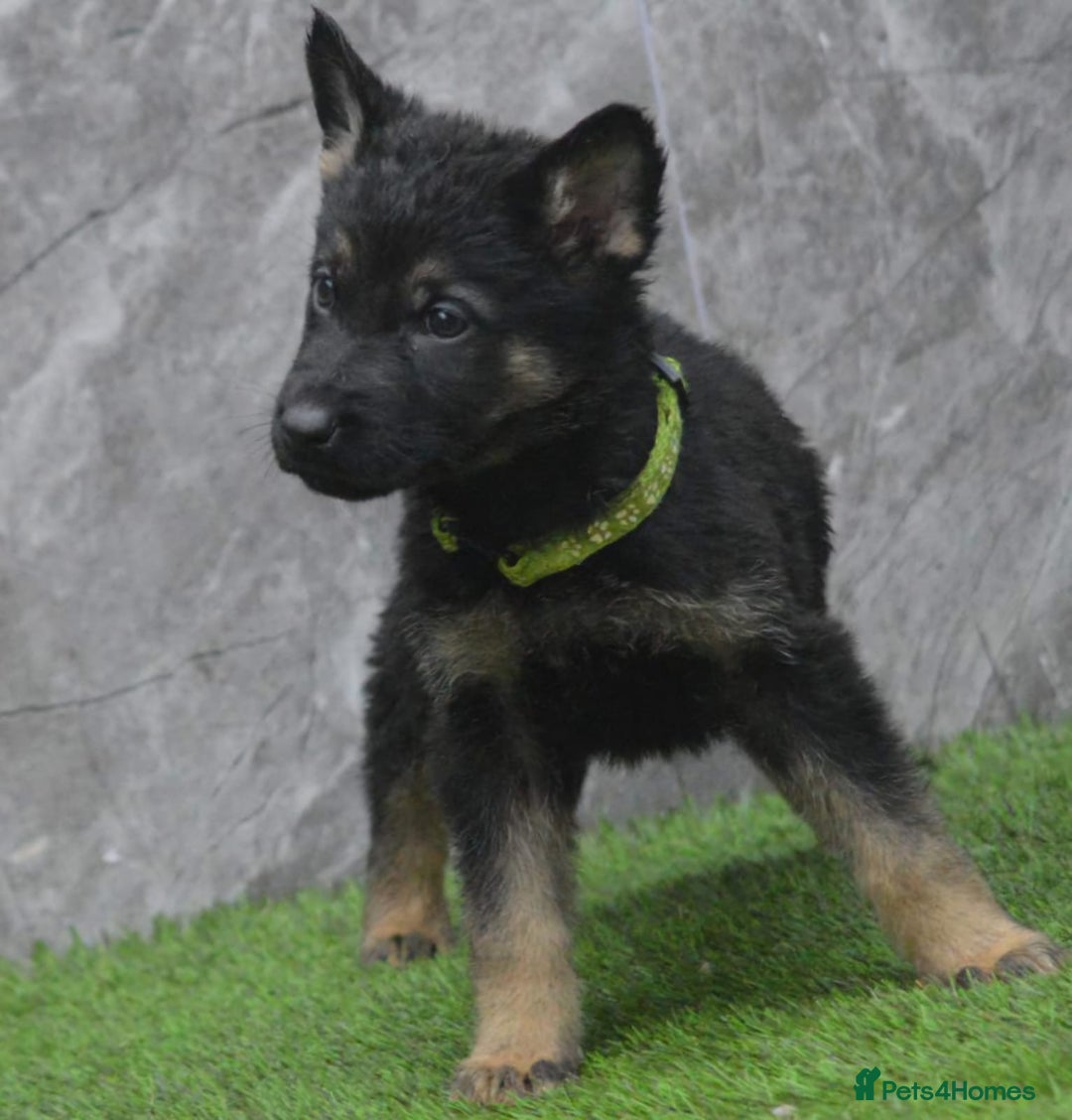 German Shepherd dogs for sale: KC Registered Working Line German Shepherd Puppies - Advert 25