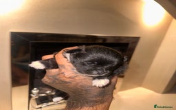 Pomeranian dogs for sale: Champion bloodline Pomeranian puppies  - Image 6