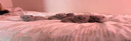 British Shorthair cats for sale: Tica registered British Shorthair Kittens  - Advert 7