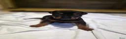 Chinese Red Dog dogs for sale: Stunning Chinese Red Dog Puppies. in Manchester - Advert 6
