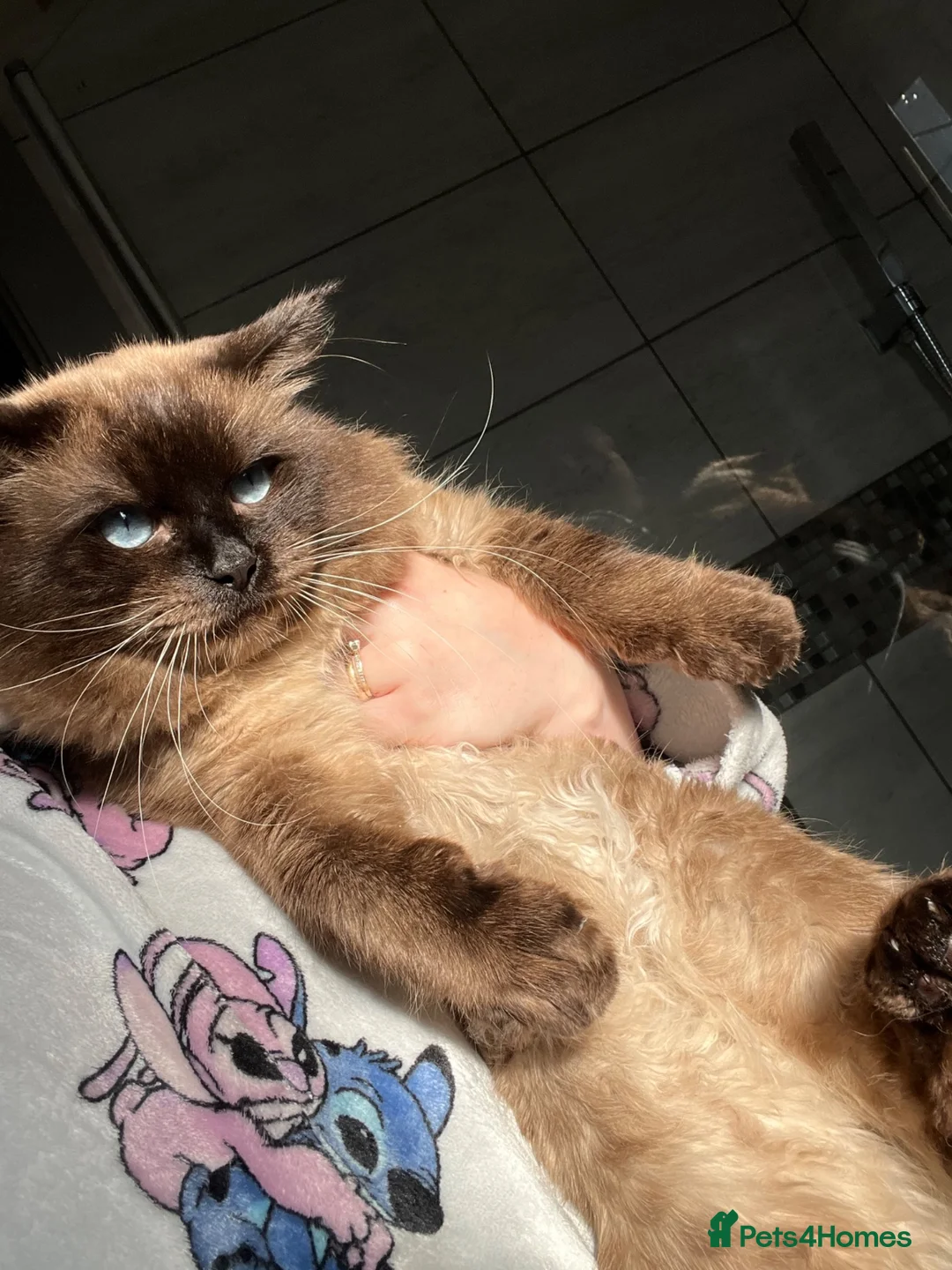 Ragdoll cats for sale: Mink ragdoll kittens  - Advert 27