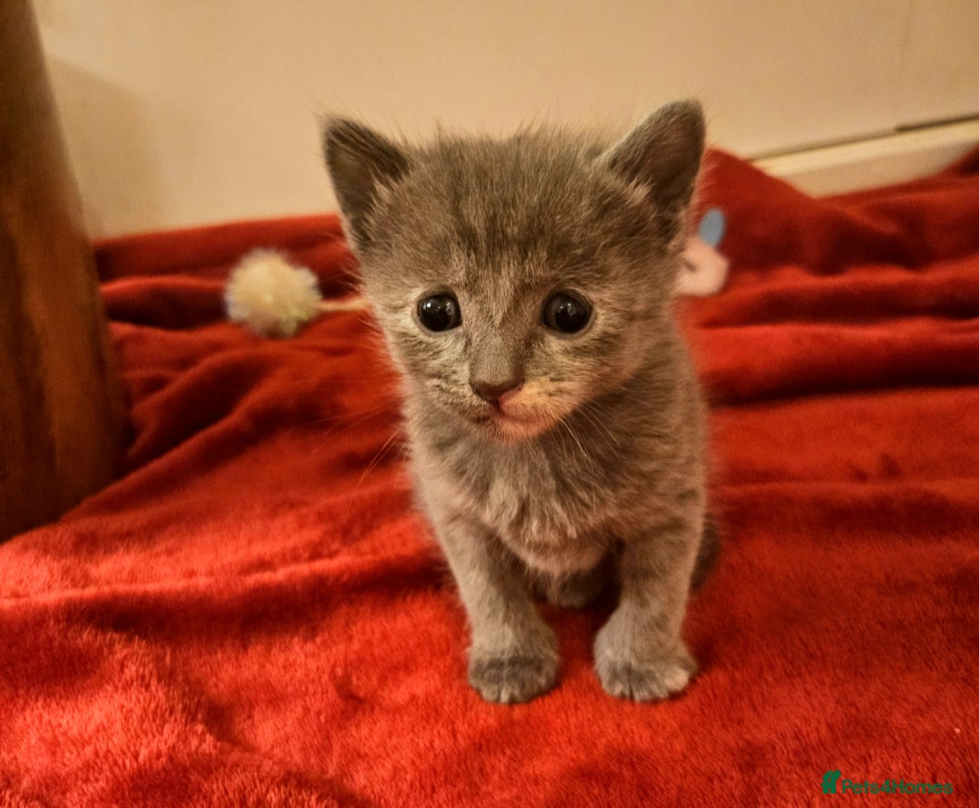 Mixed Breed cats for sale: Elven Bengal Mixes - Advert 35