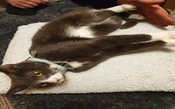 Mixed Breed cats for sale: playful lovely kitten grey torti cute girls boys - Image 24