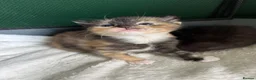 Mixed Breed cats for sale: Gorgeous kittens  - Advert 4