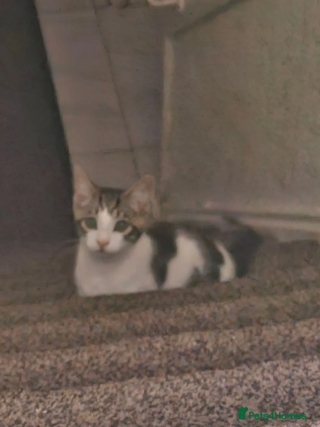 British Shorthair cats for sale: male cat - Advert 5