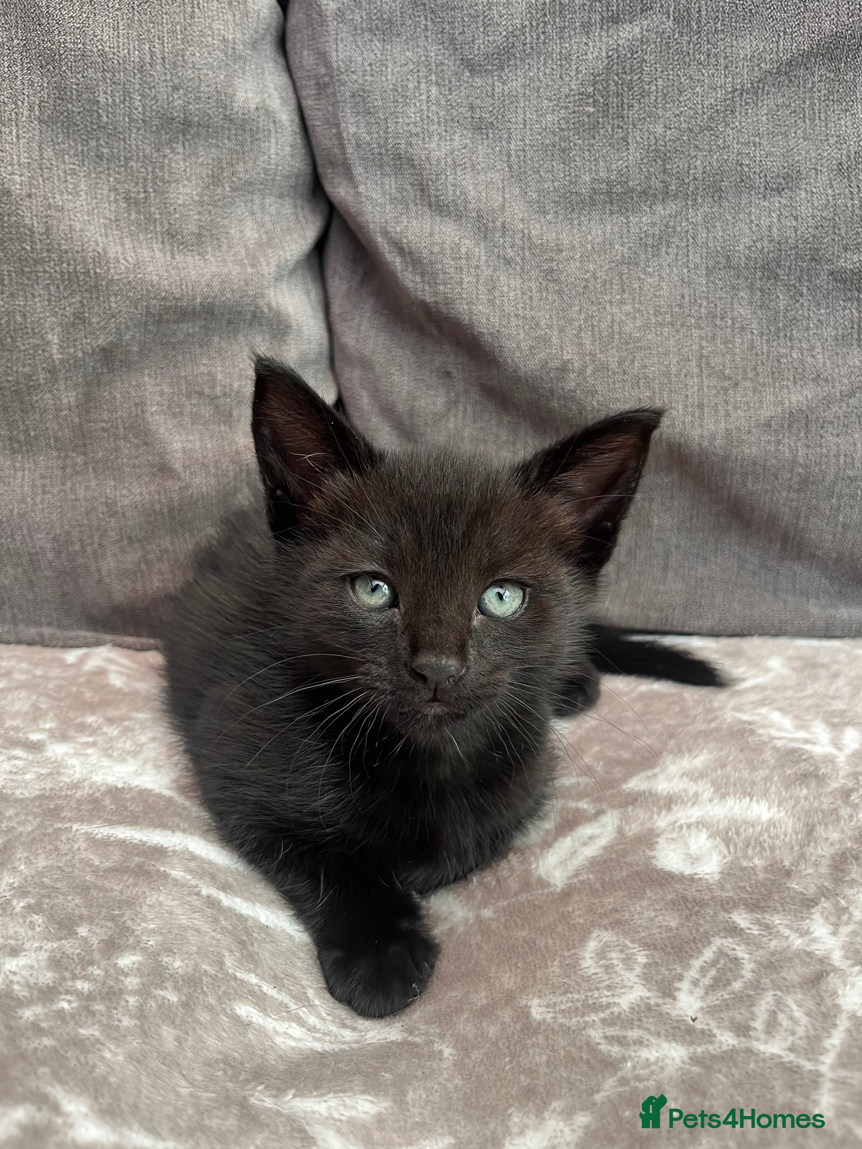 Mixed Breed cats Ghost tabby boy left - Advert 9