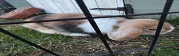 Mini Lop rabbits for sale: Mini Lops for sale  - Advert 3