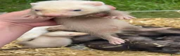 Ferret rodents for sale: 1 sandy hob and 1 Jill available  - Advert 8