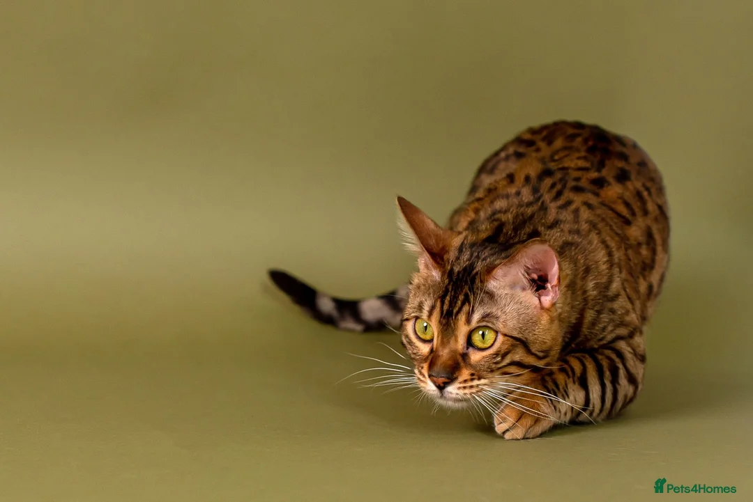 Bengal cats for stud: Stud cat Tica actives 5 generations pedigree  in Barnsley - Advert 2