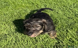 Dachshund dogs for sale: Standard Wire Haired Dachshunds - Image 26