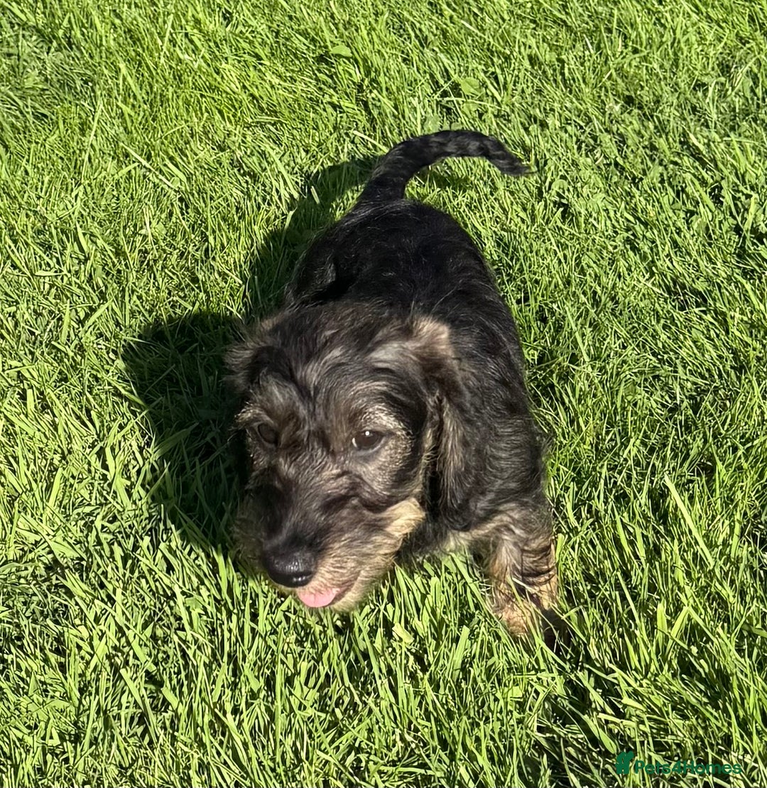 Dachshund dogs for sale: Standard Wire Haired Dachshunds - Image 26