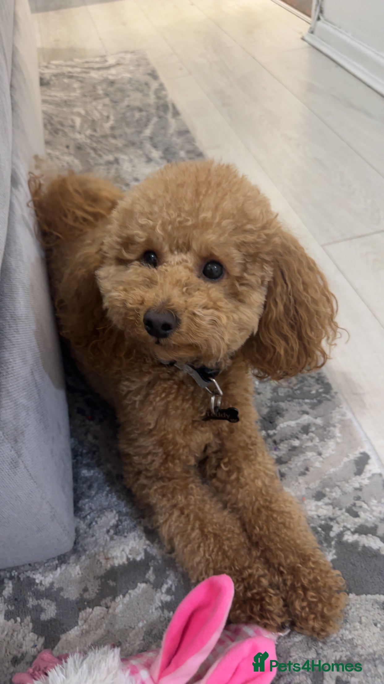 Miniature Poodle dogs Miniature poodle - Advert 5