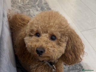 Miniature Poodle dogs Miniature poodle - Advert 2