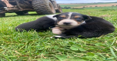 Border Collie dogs - Advert 9
