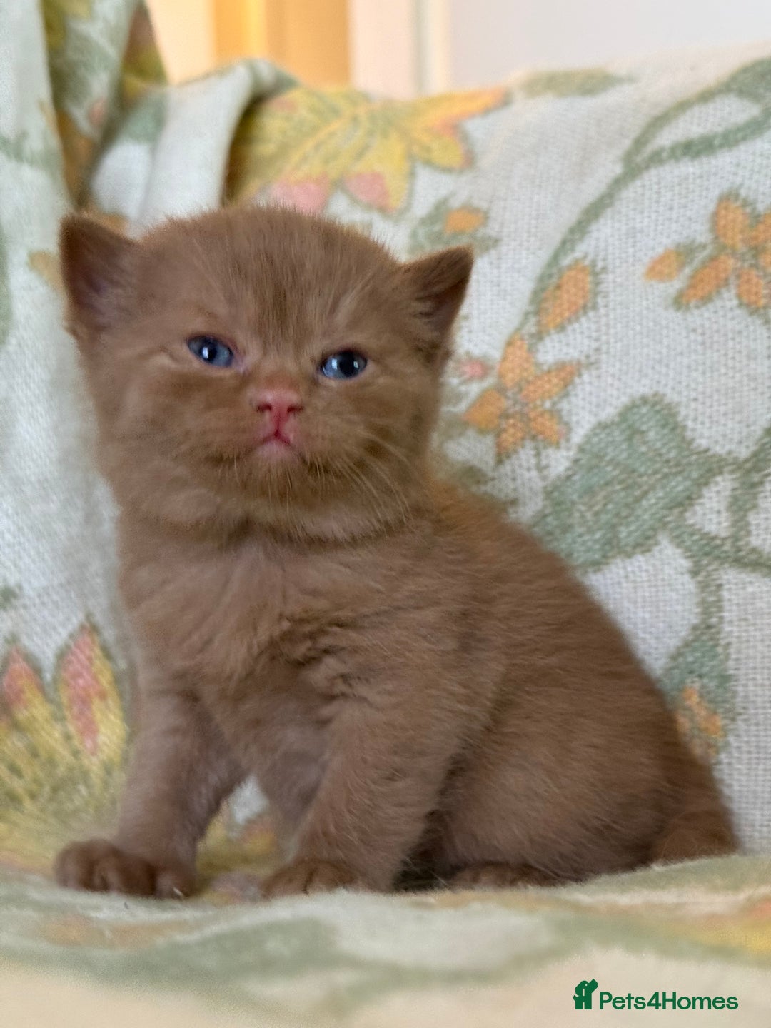 British Shorthair cats for sale: Beautiful GCCF and TICA reg British Shorthair  - Advert 2