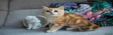 British Shorthair Kitten 2