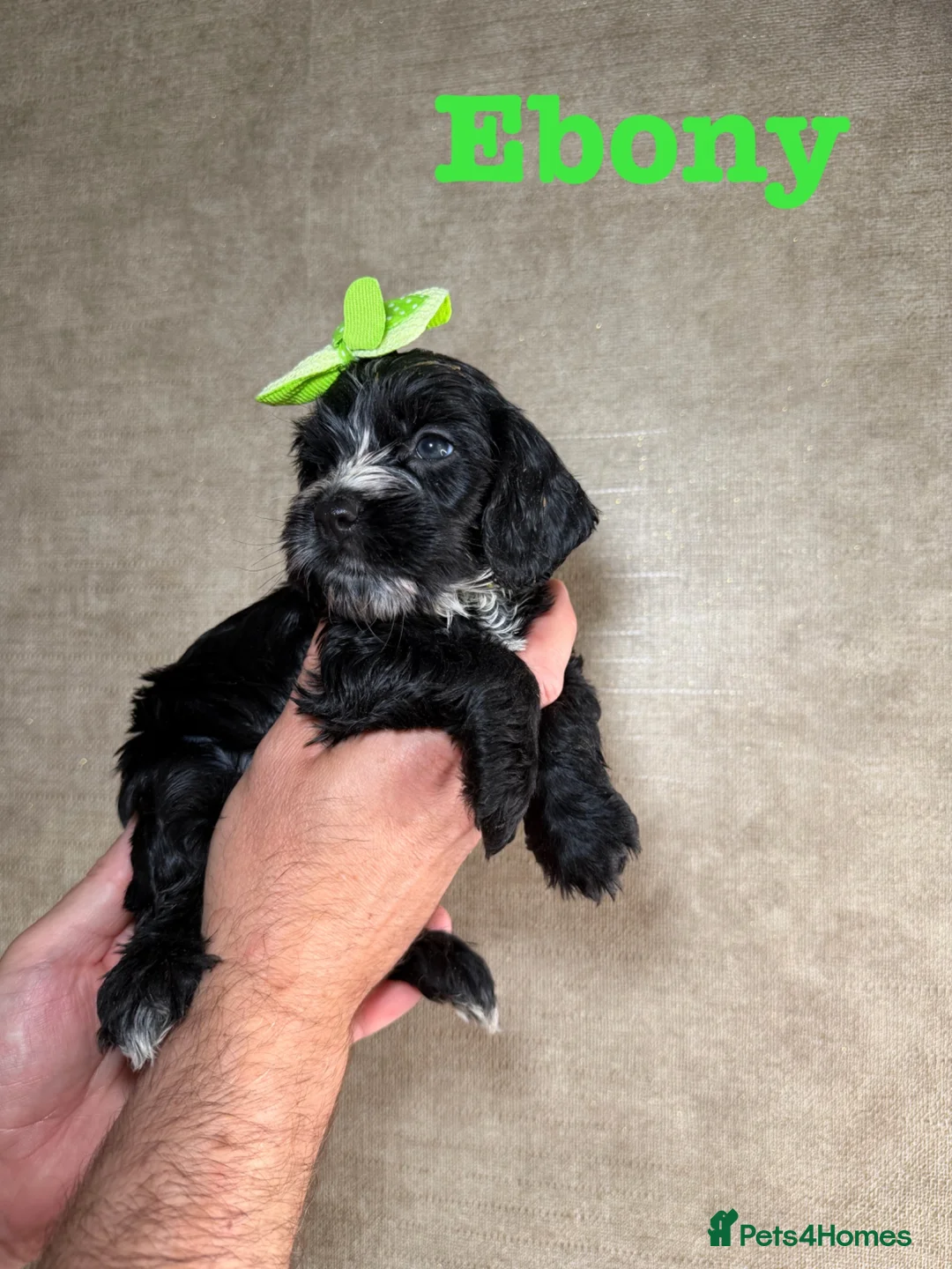 Cockapoo dogs for sale: F1B cockapoo puppies parents genetic tested  - Advert 2