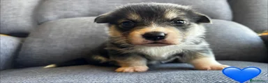 Welsh Corgi Pembroke 3