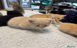 British Shorthair cats for sale: Stunning British Short Hair kittens for sale - Image 15