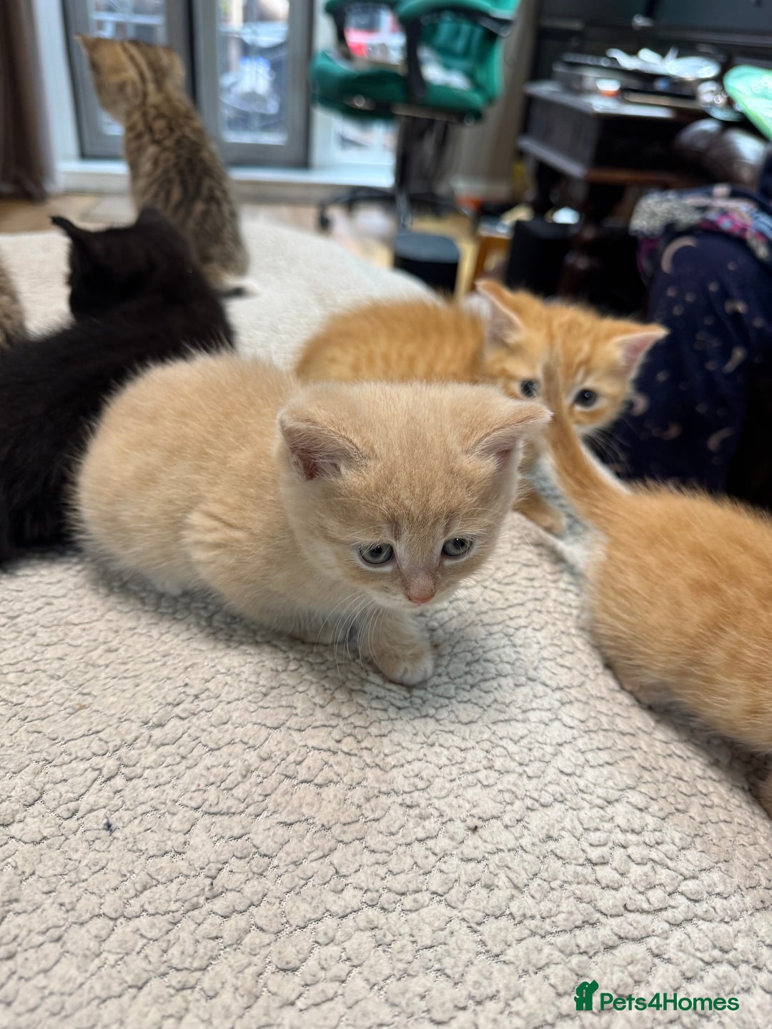 British Shorthair cats for sale: Stunning British Short Hair kittens for sale - Image 15