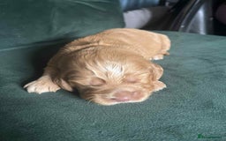 Cocker Spaniel dogs for sale: Working Cocker Spaniel Puppy’s  - Image 7