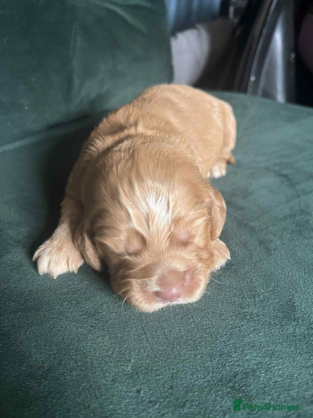 Cocker Spaniel dogs for sale: Working Cocker Spaniel Puppy’s  - Image 7