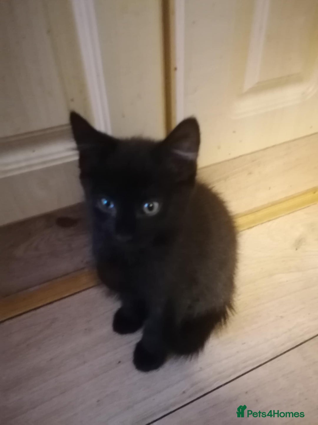 Mixed Breed cats for sale: Kittens - Image 6