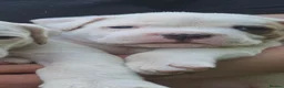 American Bulldog dogs for sale: These 3 babies are looking for there forever home - Advert 22