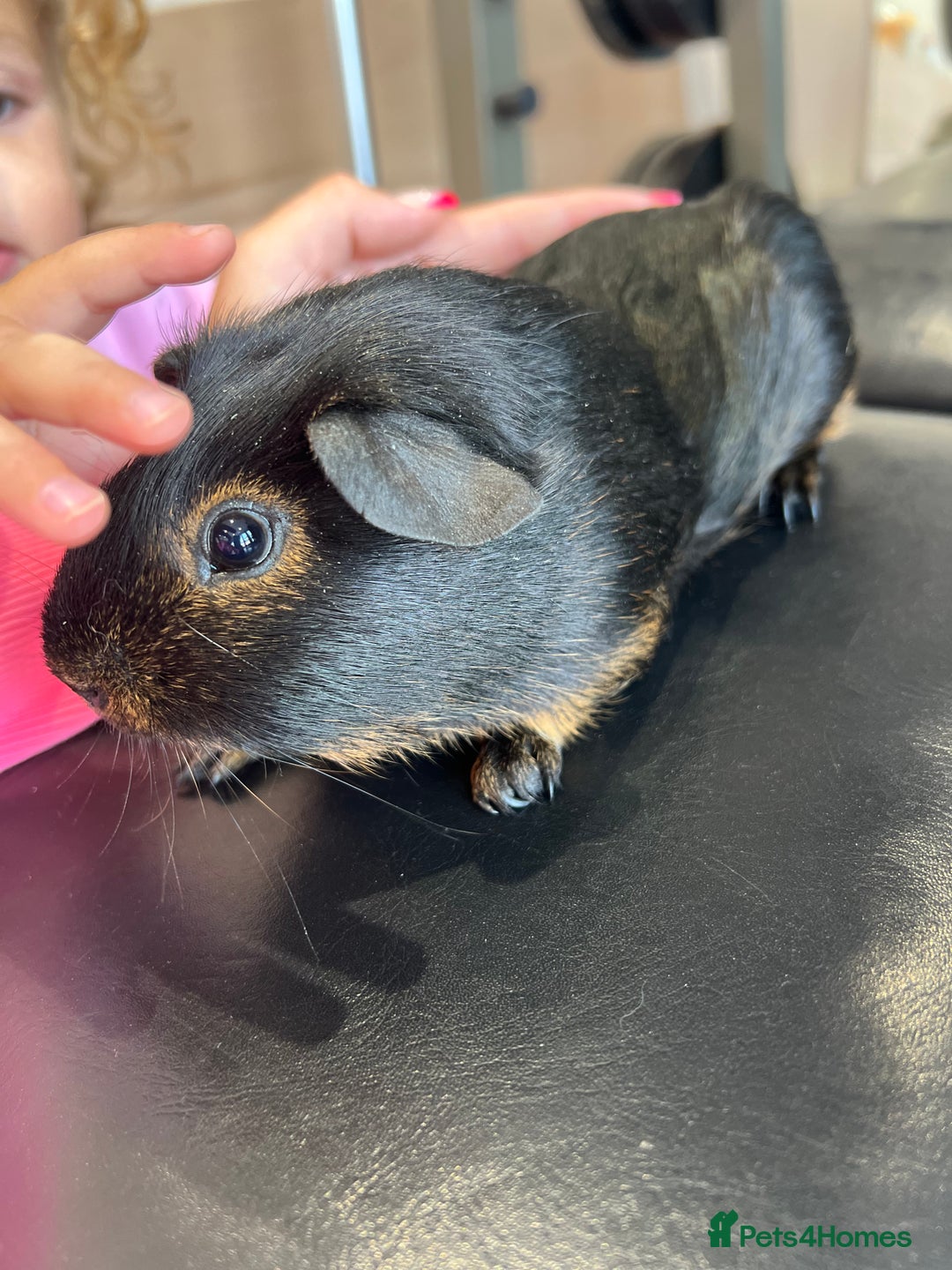 Guinea Pig rodents for sale: chocolate and tan otter coloured guinea pig boars - Image 5