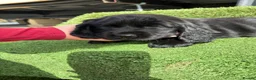 Cocker Spaniel dogs for sale: 2 showtype cocker spaniel puppies - Advert 5